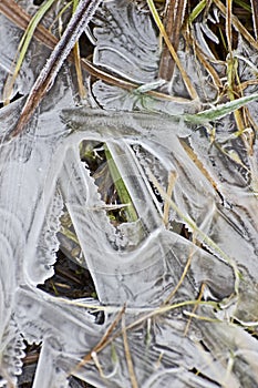 Ice Patterns in Frozen Foliage