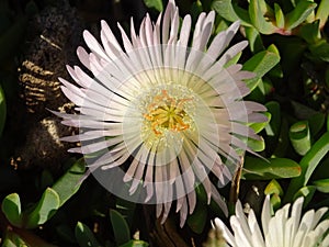 Ice plant also known as pigface