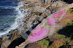 Ice Plant in Bloom Overlooking Monterey Bay, California