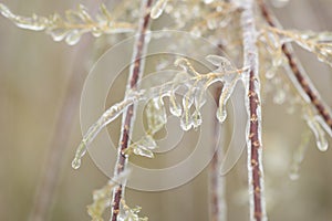 Ice on plant branches after the winter raine