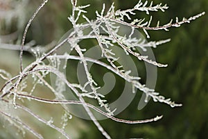 Ice on plant branches after the winter raine photo