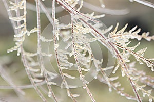 Ice on plant branches after the winter raine photo