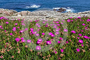 Ice plant or carpobrotus edulis covered with bright pink flowers