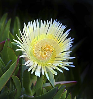 Ice Plant