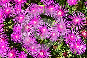 Ice Plant Delosperma cooperi pink flower field