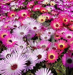 Ice Plant flower