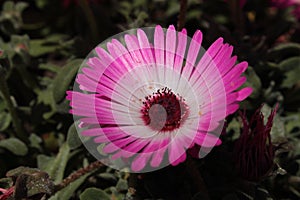 `Ice Plant` flower -