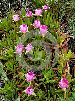 Ice plant flower (Carpobrotus chilensis)