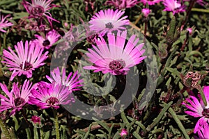 `Ice Plant` flower - Dorotheanthus Apetalus