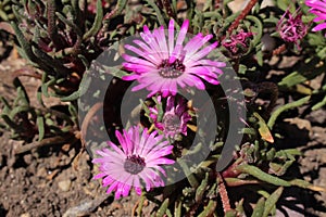 `Ice Plant` flower - Dorotheanthus Apetalus