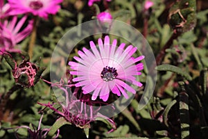 `Ice Plant` flower - Dorotheanthus Apetalus