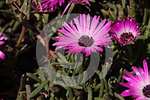 `Ice Plant` flower - Dorotheanthus Apetalus