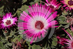 `Ice Plant` flower - Dorotheanthus Apetalus