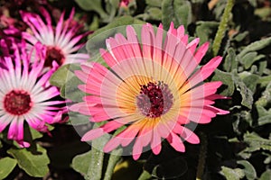 `Ice Plant` flower - Dorotheanthus Apetalus