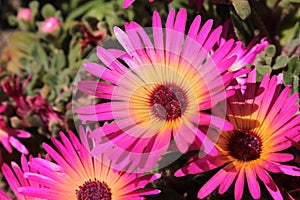 `Ice Plant` flower - Dorotheanthus Apetalus