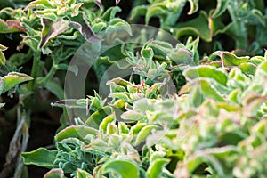 Ice plant glows moistly in a planted patch