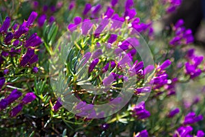 Ice-plant (Lampranthus multiradiatus) plant