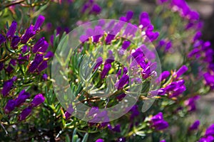 Ice-plant Lampranthus multiradiatus plant