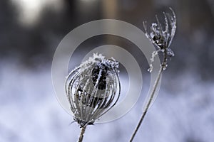 Ice on a plant. Plant in ice. Plant in the winter