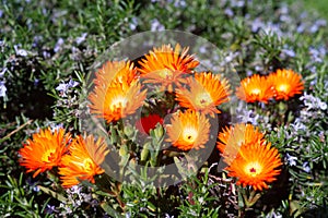 Ice Plant In Spring
