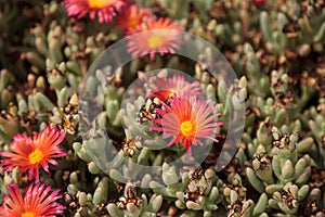 Ice plant succulent, Carpobrotus edulis