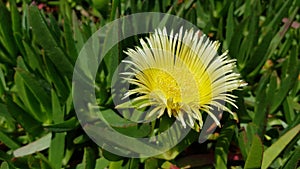 Ice plant yellow flower with succulent leaves. Yellow daisy-like flower on green cactus in desert. Iceplant Carpobrotus edulis