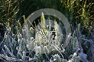 Ice on Plants photo