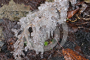 Ice rain turned the branch into a crystal photo