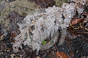 Ice rain turned the branch into a crystal photo