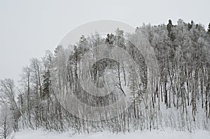 Ice and rime covered trees