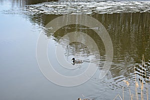 Ice on the river. Ducks swim in the pond. The forest is reflected in the water. Herbs