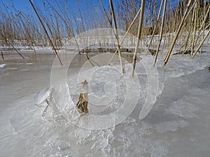 Reeds are waiting the spring to come