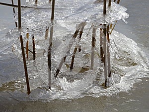 Reeds are waiting the spring to come