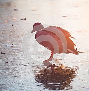 Ice Skating Duck at Sunset