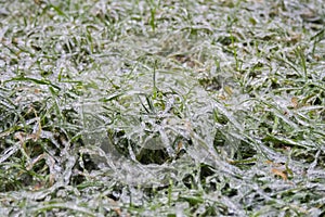 Ice slick. Green grass covered with ice. The concept of adverse weather in winter