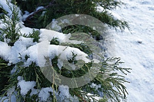 Ice and snow on branch of juniper