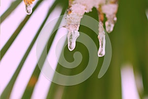 Ice and snow close up hanging from a palm leaf