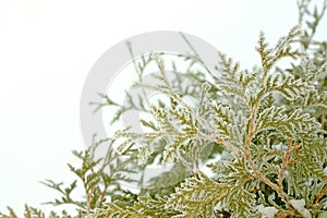 Ice and Snow Covered Arborvitae Tree in Winter photo