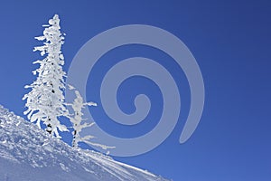 Ice and snow covered pine tree