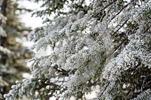 Ice and snow covered pine tree - close up of needles with blurred background