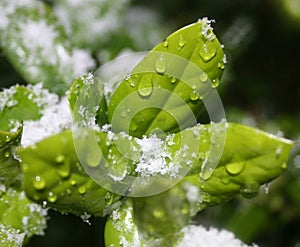 Un la neve agrifoglio foglie 