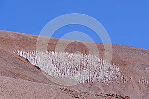 Ice or snow penitentes and andean landscape at Paso De Agua Negra mountain pass, Chile and Argentina, South America photo