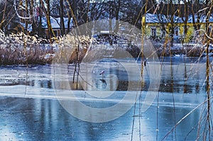 Ice and snow at a rural pond with a crane Gruidae on the ice