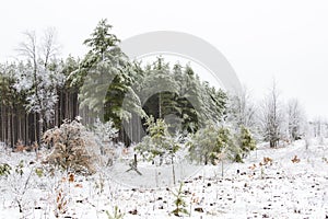 Ice, snow, tree, winter scene