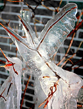 Ice snow winther branch freez photo