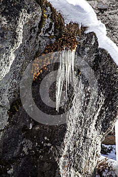 Ice stalactites and winter plants