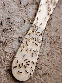 ice sticks and kilos of ants