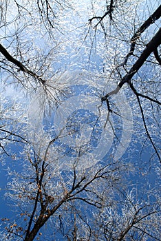 Ice Storm