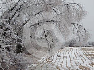 Ice Storm photo