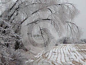 Ice Storm